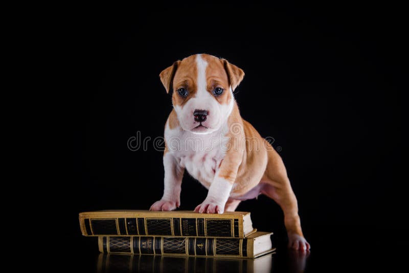 Terrier de Staffordshire americano do cachorrinho imagens de stock royalty free Terrier de Staffordshire americano do cachorrinho imagens de stock royalty free