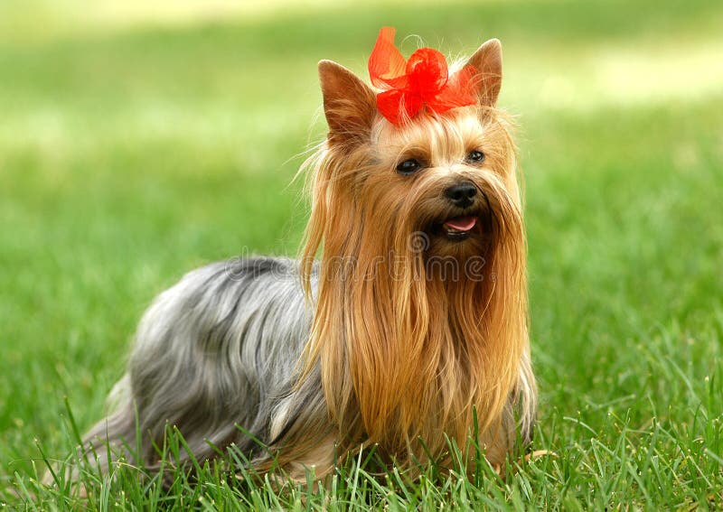 Yorkshire terrier on the grassland. Yorkshire terrier on the grassland