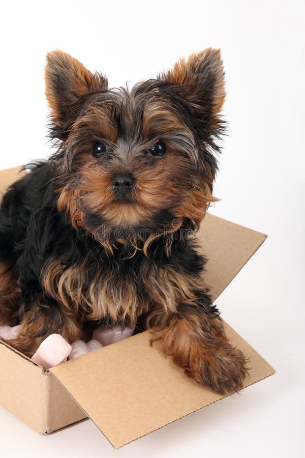 Puppy Yorkshire Terrier in cardboard box with soft foam, isolated on white background. Puppy Yorkshire Terrier in cardboard box with soft foam, isolated on white background