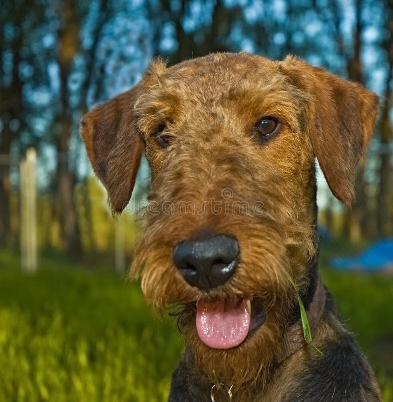 Portrait of an airedale terrier with a piece of grass hanging from a wet beard outside in the backyard of a country home. Portrait of an airedale terrier with a piece of grass hanging from a wet beard outside in the backyard of a country home.