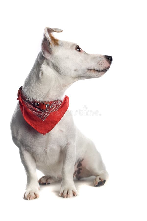 Terrier del Jack Russell fotografia stock