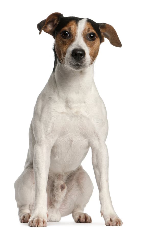 Terrier del Jack Russell, 4 anni, sedentesi immagini stock libere da diritti