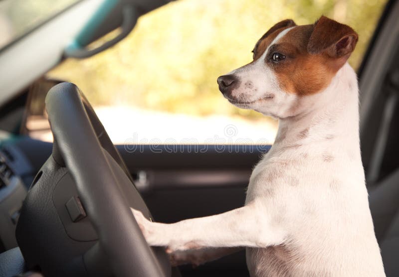 Terrier del Jack Russell che gode di un giro dell'automobile immagine stock