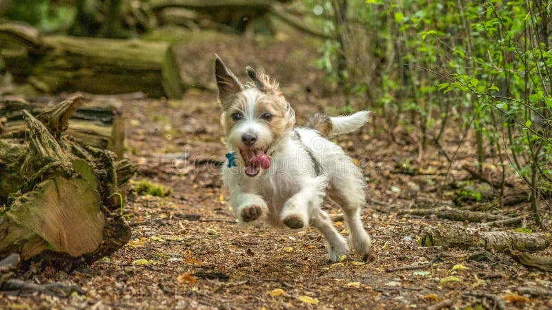 Terrier del Jack Russell Contee domestiche inglesi, terreni boscosi