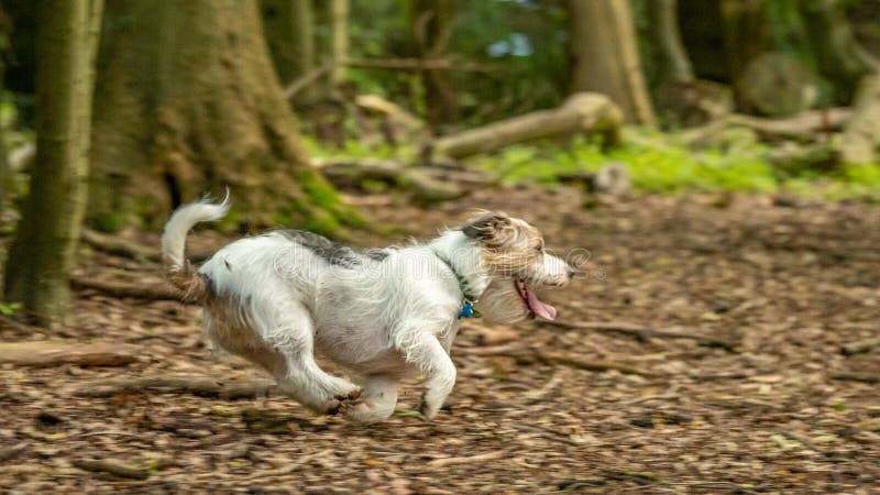 Terrier del Jack Russell Contee domestiche inglesi, terreni boscosi