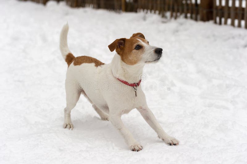 Terrier del Jack Russell del pastore pronto a giocare fotografie stock