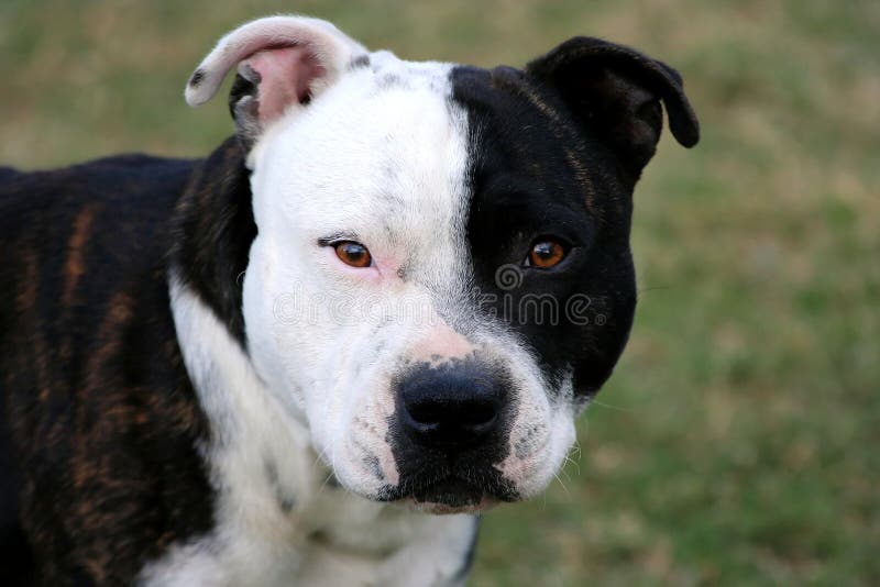 Portrait of a handsome black and white Staffordshire Terrier. Portrait of a handsome black and white Staffordshire Terrier