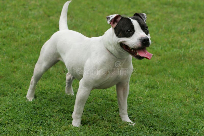 White and black Staffordshire Bull Terrier standing on the grass with its mouth open and its tongue hanging out. White and black Staffordshire Bull Terrier standing on the grass with its mouth open and its tongue hanging out.