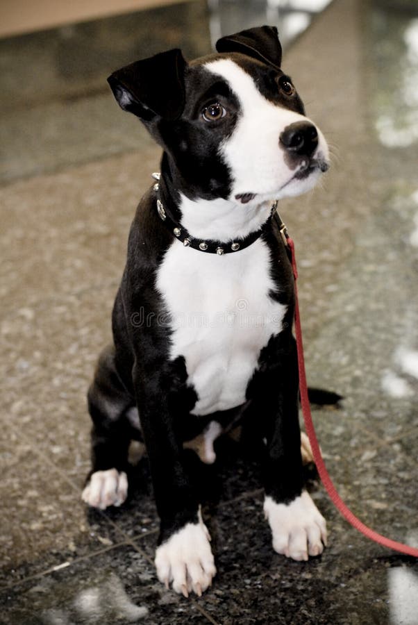 Portrait of a black and white Staffordshire Bull Terrier sitting with it's head slightly upward, wearing a black collar and red leash trailing onto the floor. Portrait of a black and white Staffordshire Bull Terrier sitting with it's head slightly upward, wearing a black collar and red leash trailing onto the floor.