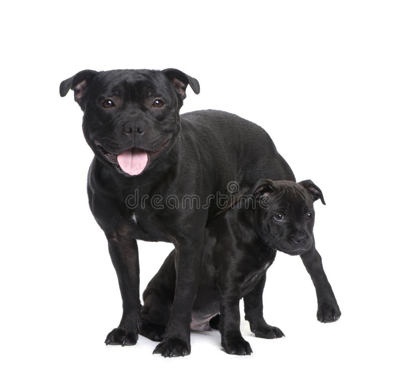 Staffordshire Bull Terrier () in front of a white background. Staffordshire Bull Terrier () in front of a white background