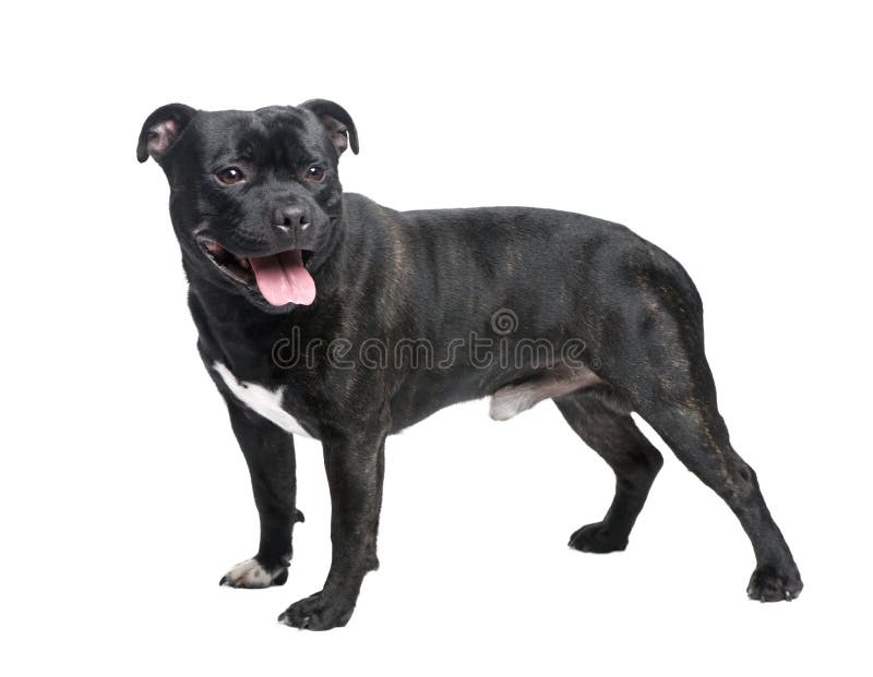 Staffordshire Bull Terrier () in front of a white background. Staffordshire Bull Terrier () in front of a white background