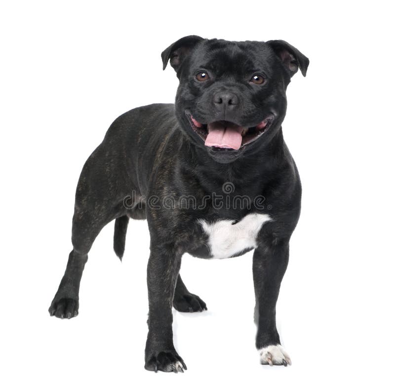 Staffordshire Bull Terrier () in front of a white background. Staffordshire Bull Terrier () in front of a white background