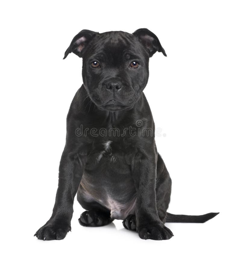 Puppy Staffordshire Bull Terrier (2 months) in front of a white background. Puppy Staffordshire Bull Terrier (2 months) in front of a white background