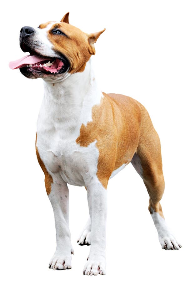 Pedigree Staffordshire Bull Terrier over white background. Pedigree Staffordshire Bull Terrier over white background