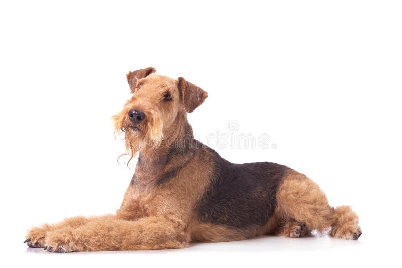 Terrier di Airedale fotografia stock libera da diritti Terrier di Airedale fotografia stock libera da diritti