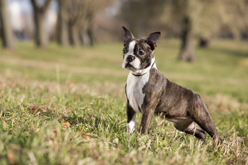 Terrier di Boston del cucciolo fotografia stock Terrier di Boston del cucciolo fotografia stock