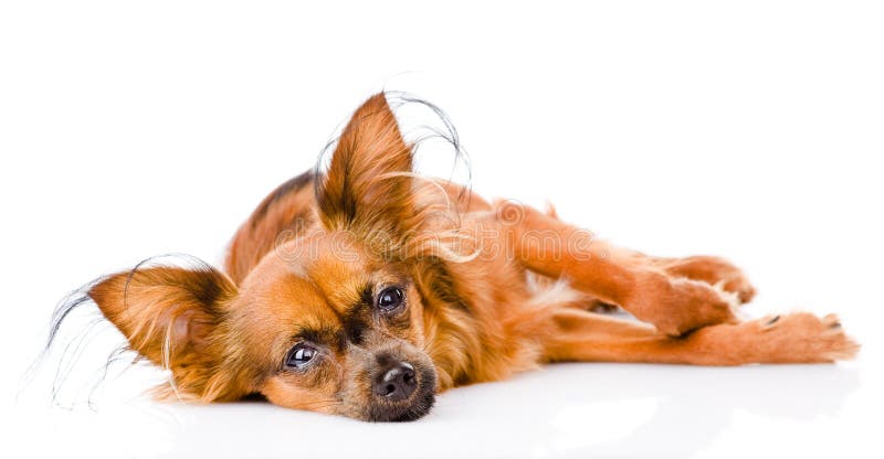 Terrier di giocattolo russo malato che si trova nella parte anteriore Su bianco immagine stock libera da diritti