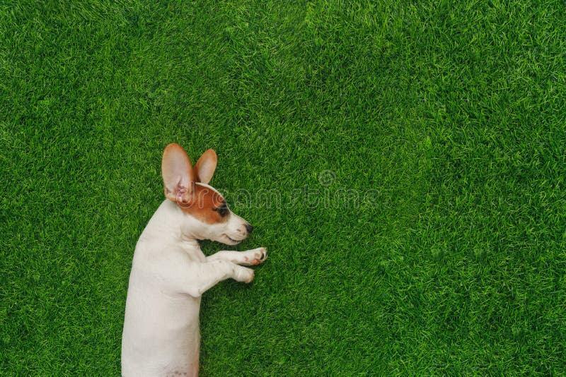 Terrier di Russel della presa del cucciolo, trovantesi sull'erba verde fotografia stock Terrier di Russel della presa del cucciolo, trovantesi sull'erba verde fotografia stock