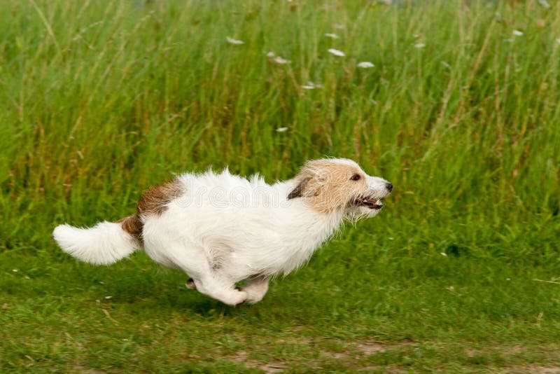 Terrier di russell della presa fotografia stock libera da diritti