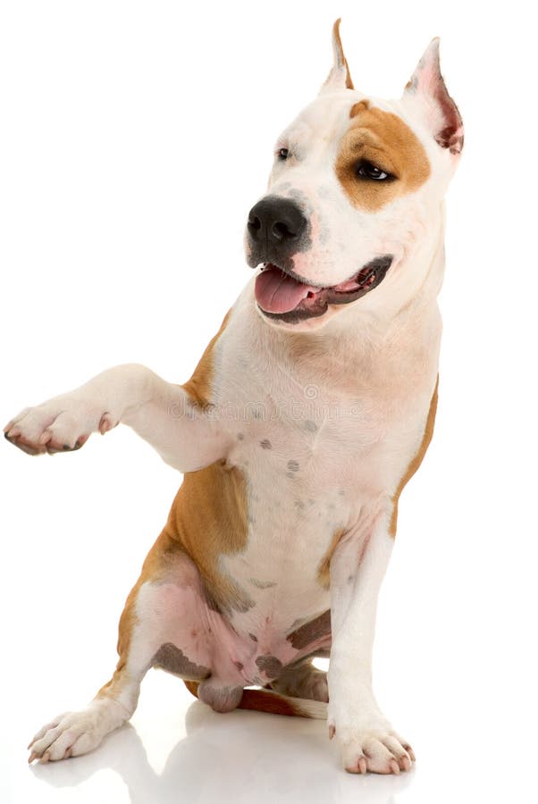 American Staffordshire terrier on white background. American Staffordshire terrier on white background