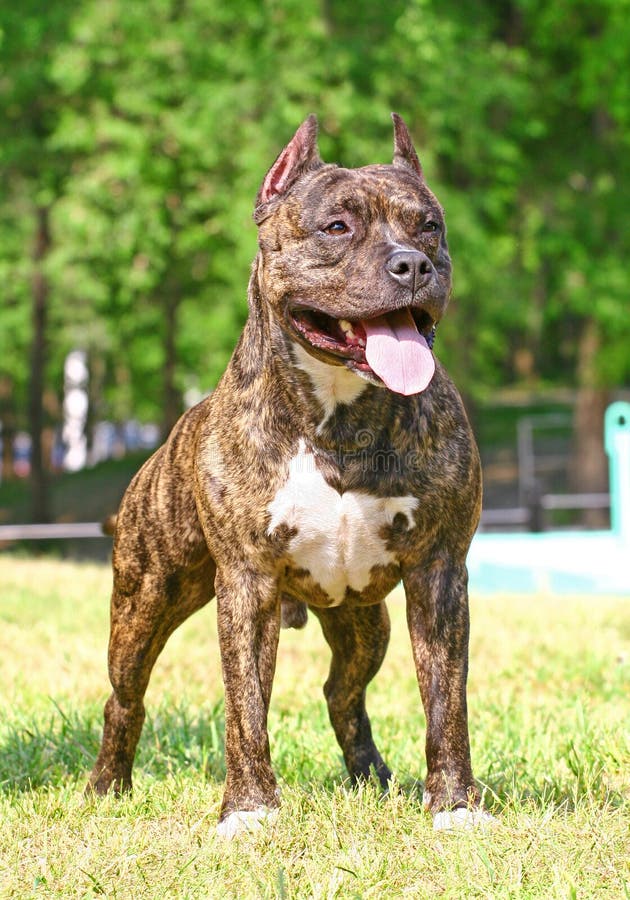 American Staffordshire terrier, outdoor photography. American Staffordshire terrier, outdoor photography