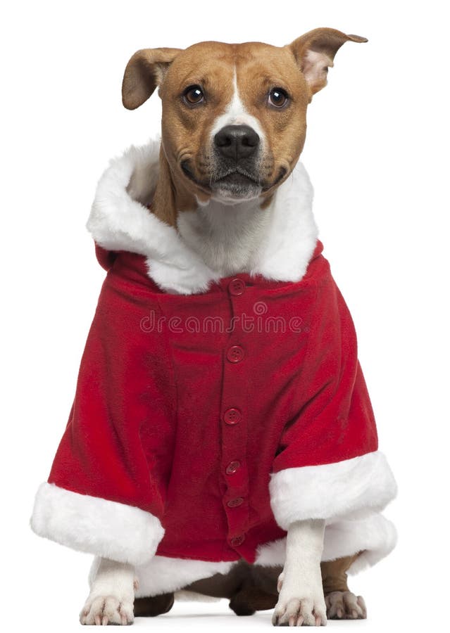 American Staffordshire Terrier wearing Santa outfit, 3 years old, sitting in front of white background. American Staffordshire Terrier wearing Santa outfit, 3 years old, sitting in front of white background