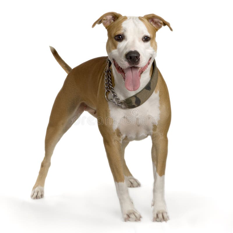 American Staffordshire terrier white hazel standing in front of white background. American Staffordshire terrier white hazel standing in front of white background