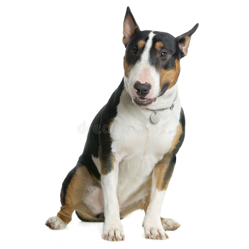 American Staffordshire terrier white hazel black sitting in front of white background. American Staffordshire terrier white hazel black sitting in front of white background