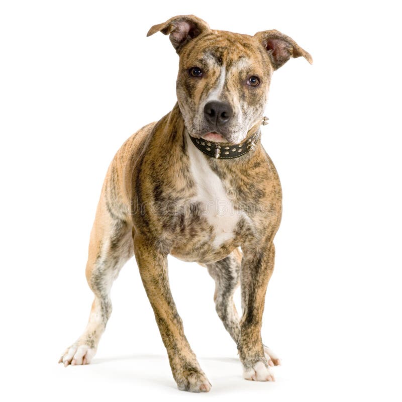 American Staffordshire terrier sitting in front of a white background. American Staffordshire terrier sitting in front of a white background