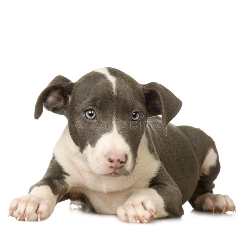 American Staffordshire terrier Puppy lying down in front of a white background. American Staffordshire terrier Puppy lying down in front of a white background