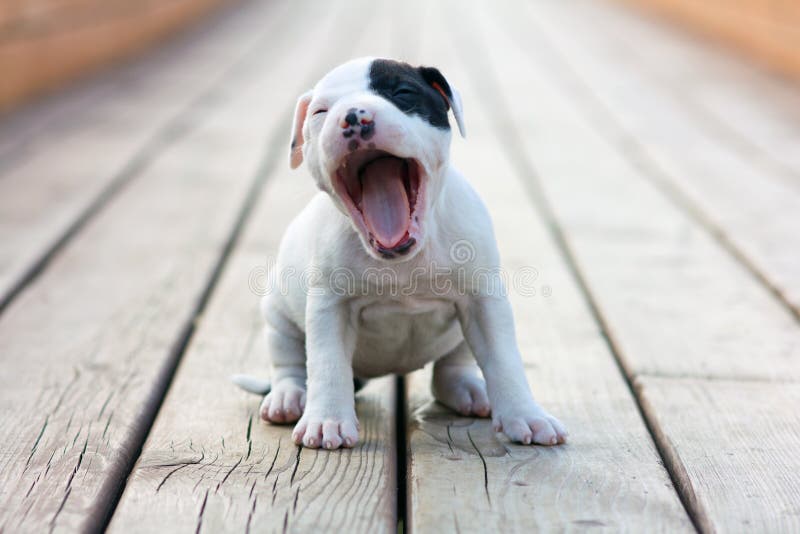 American Staffordshire terrier puppy yawns sitting on wooden boards. American Staffordshire terrier puppy yawns sitting on wooden boards