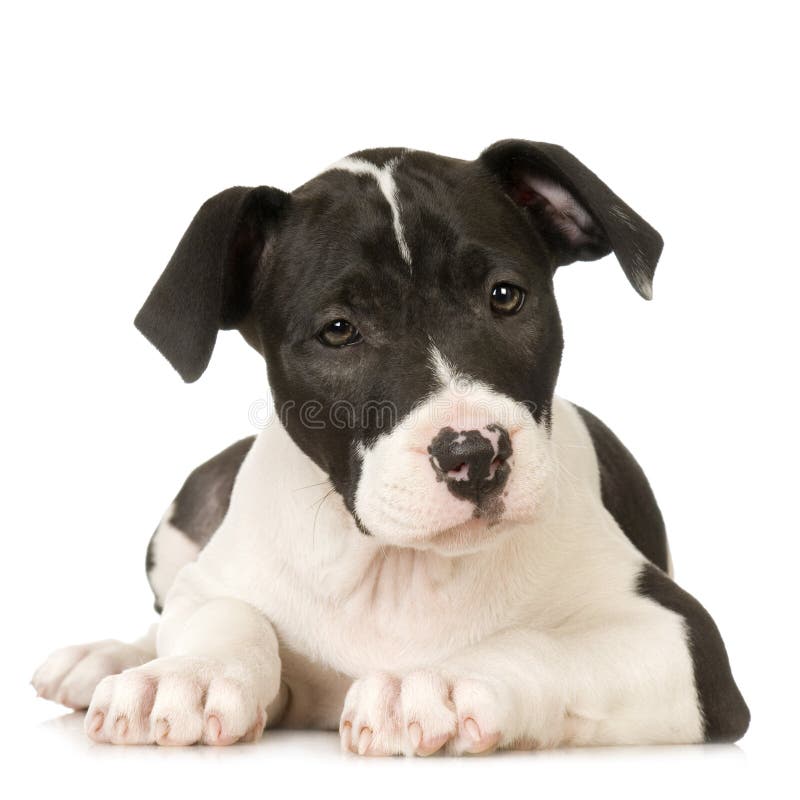 American Staffordshire terrier sitting in front of a white background. American Staffordshire terrier sitting in front of a white background