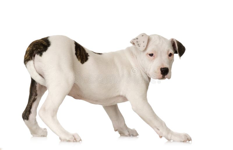 American Staffordshire terrier sitting in front of a white background. American Staffordshire terrier sitting in front of a white background