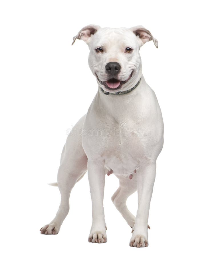 American Staffordshire terrier (4 years) in front of a white background. American Staffordshire terrier (4 years) in front of a white background