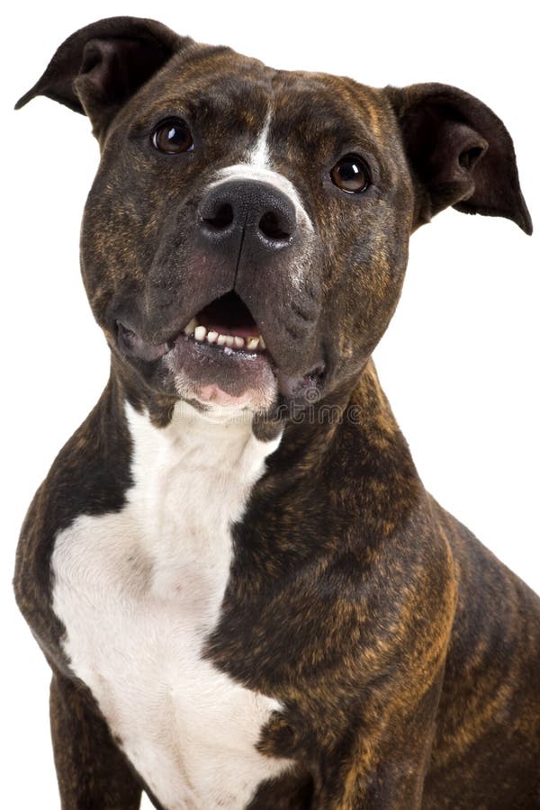 A beautifull american staffordshire terrier in the studio. A beautifull american staffordshire terrier in the studio