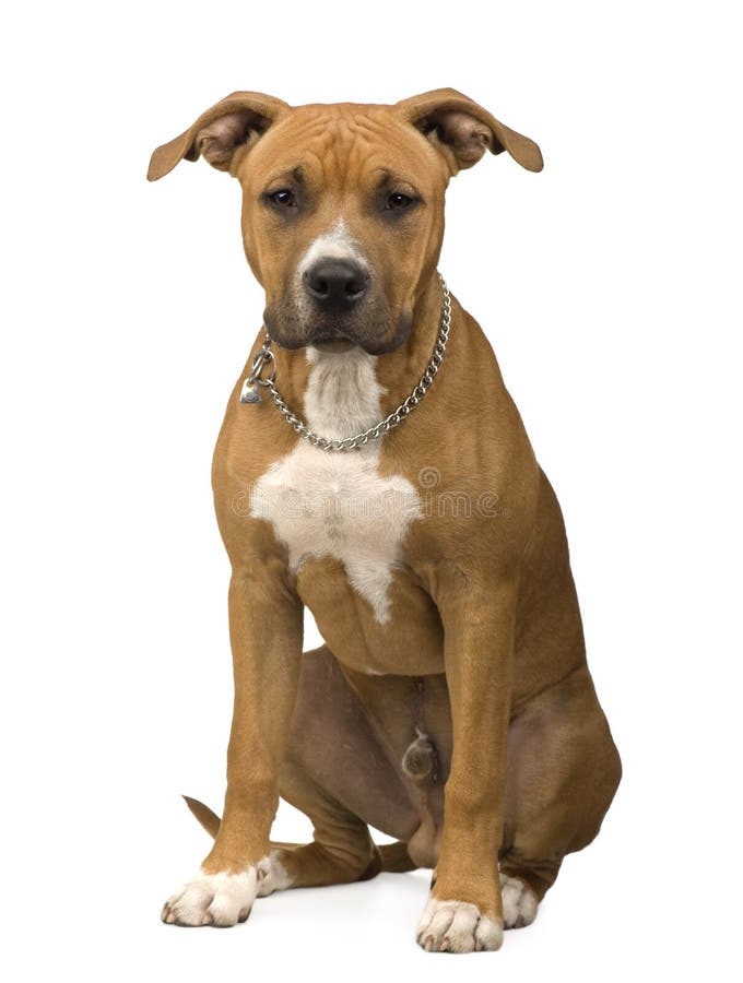 American Staffordshire terrier in front of a white background. American Staffordshire terrier in front of a white background