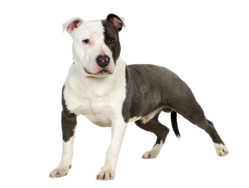 American Staffordshire terrier (7 months) in front of a white background. American Staffordshire terrier (7 months) in front of a white background