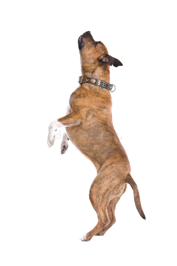 Side view of American Staffordshire terrier dog stood on hind legs, isolated on white background. Side view of American Staffordshire terrier dog stood on hind legs, isolated on white background.