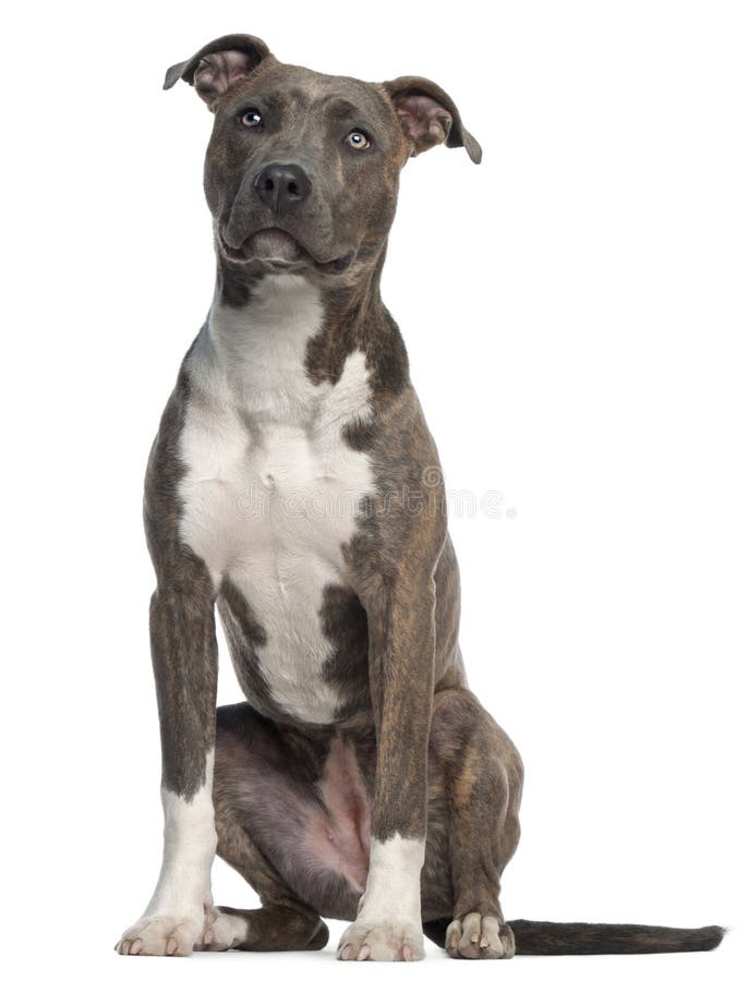American Staffordshire Terrier, 8 months old, sitting in front of white background. American Staffordshire Terrier, 8 months old, sitting in front of white background