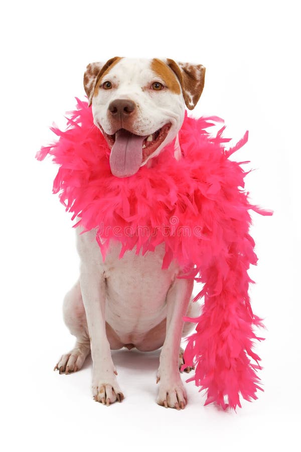 An American Staffordshire Terrier dog which is a type of Pit Bull dog wearing a pink boa. An American Staffordshire Terrier dog which is a type of Pit Bull dog wearing a pink boa