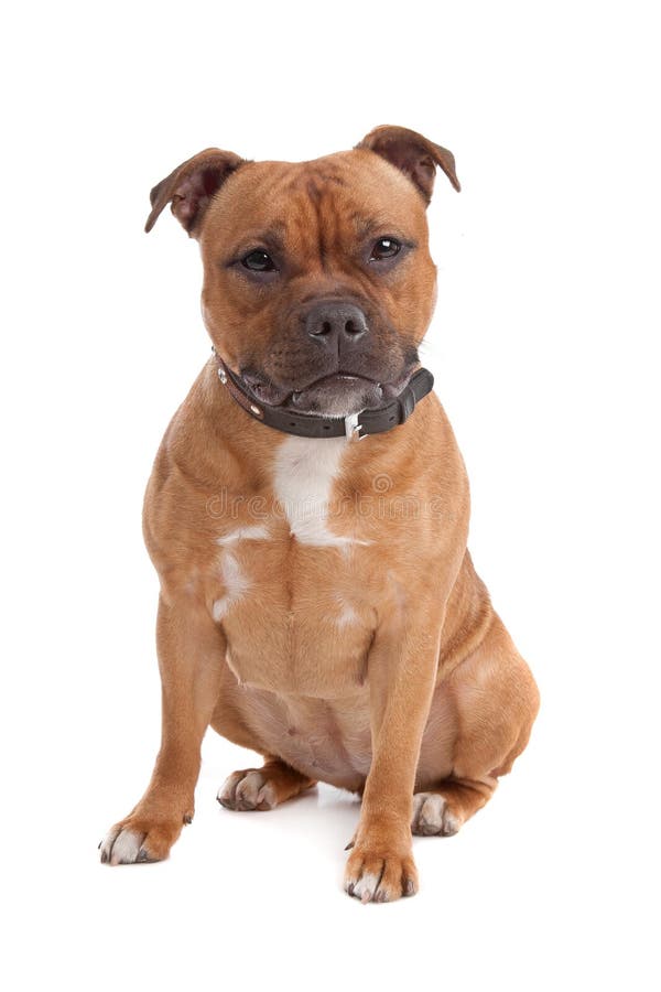 Staffordshire bull terrier in front of a white background. Staffordshire bull terrier in front of a white background