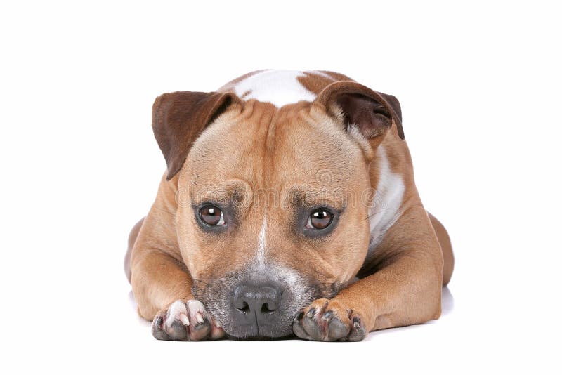 Staffordshire bull terrier in front of a white background. Staffordshire bull terrier in front of a white background