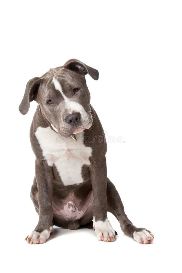 English Staffordshire bull terrier isolated on white. English Staffordshire bull terrier isolated on white