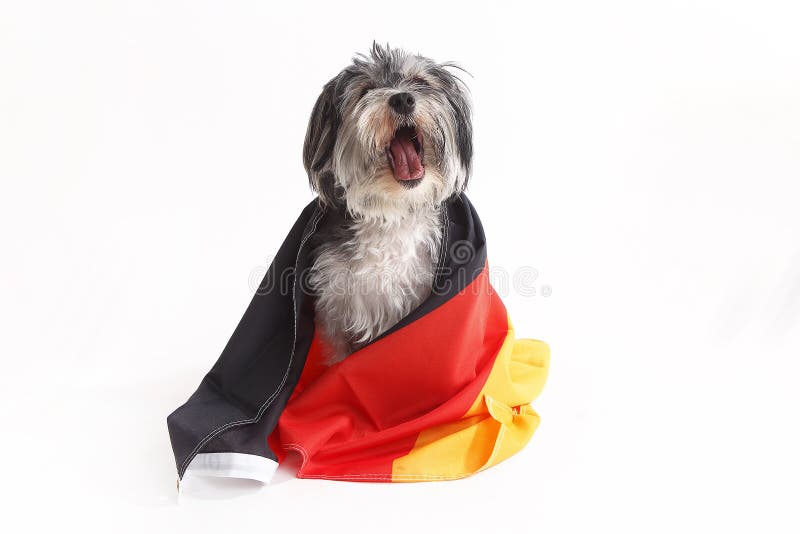 Terrier Dog with German Flag Shout in Front of White Background Stock