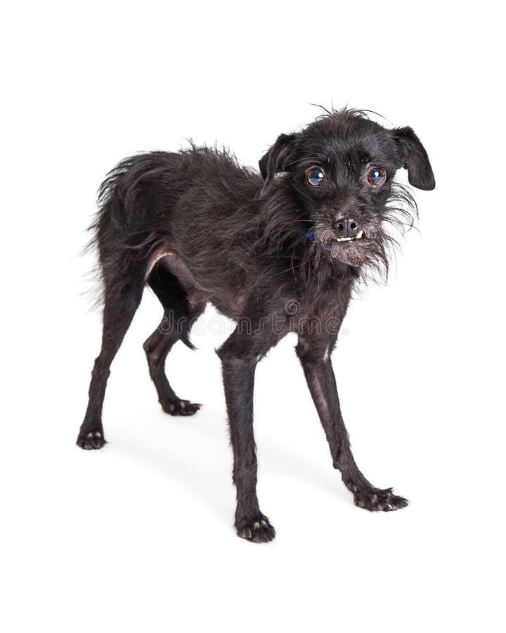 Terrier Dog Long Legs stock photo. Image of bite, teeth 70322718
