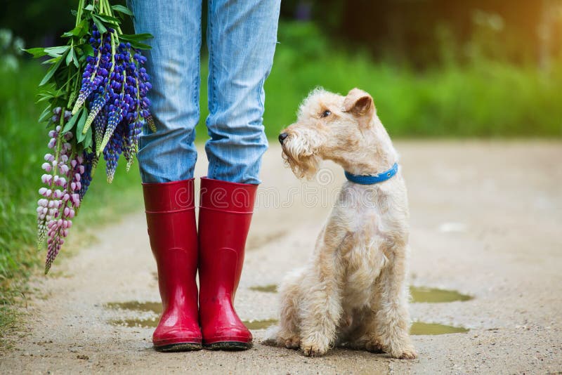 Lakeland Terrier Umbrella Lakeland Terrier Umbrella