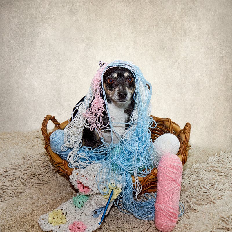 Terrier Dog Tangled in Yarn