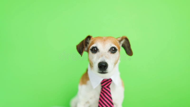 Terrier drôle adorable de Jack Russell de chien avec le museau concentré sérieux lèchement Fond vert de clé de chroma vidéo banque de vidéos