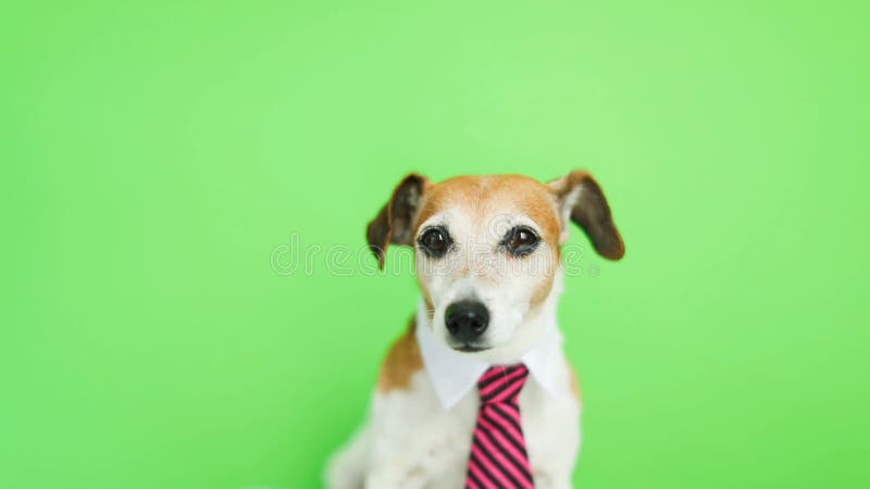 Terrier drôle adorable de Jack Russell de chien avec le museau concentré sérieux un peu soucieux et inquiété Clé verte de chroma banque de vidéos