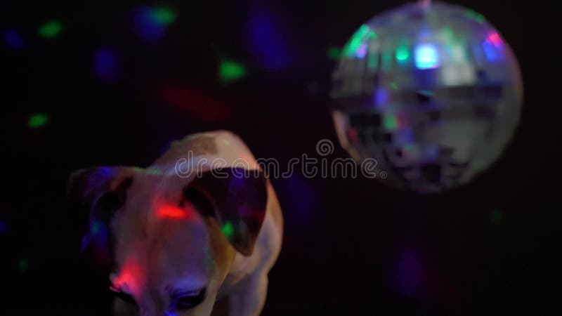 Terrier drôle de Jack Russel de chien à la tête du parti de dissimulation disco au-dessus de la boule disco banque de vidéos